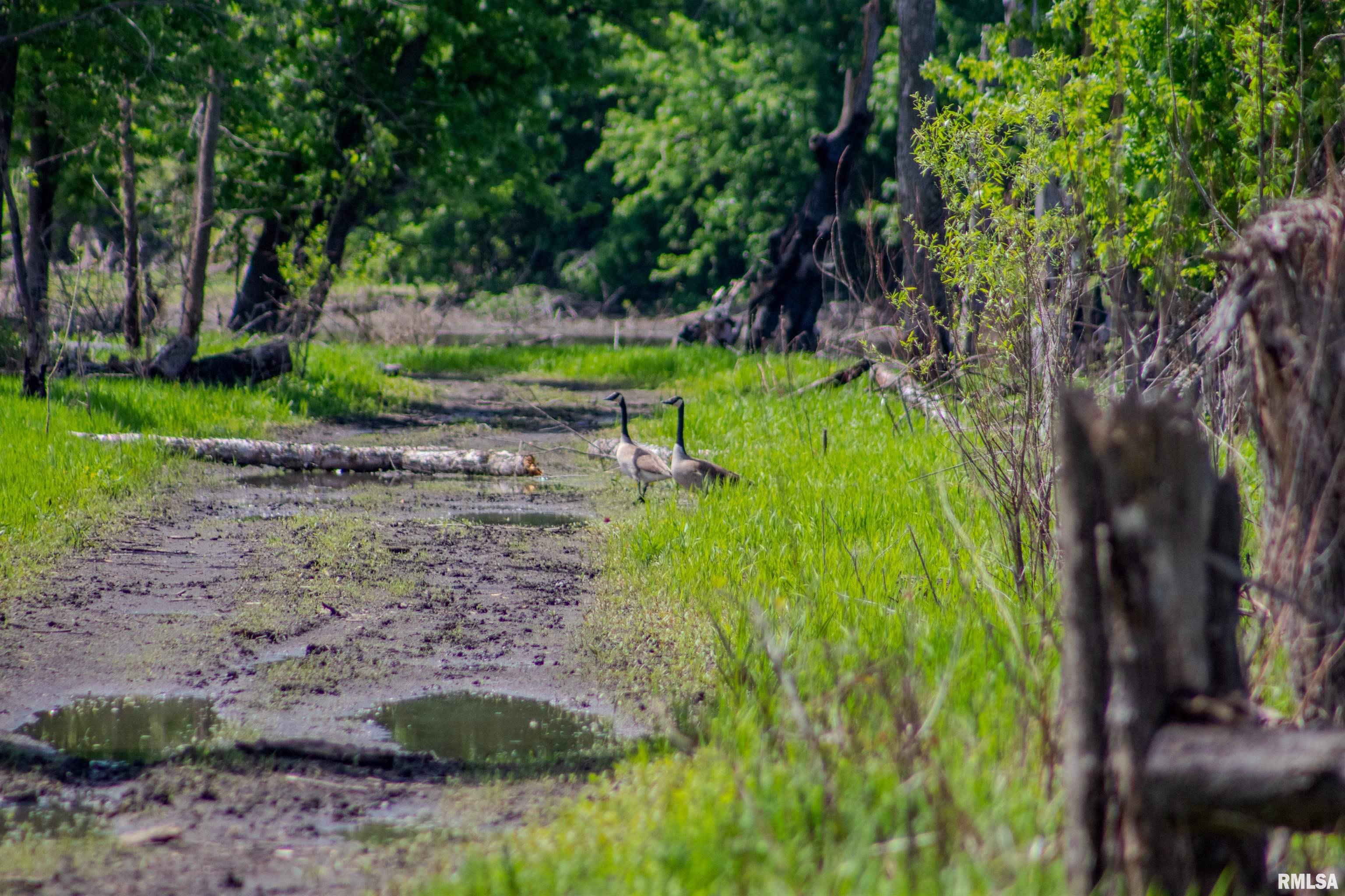 0 Carman Street Lomax, IL 61454 - Photo 5 of 5