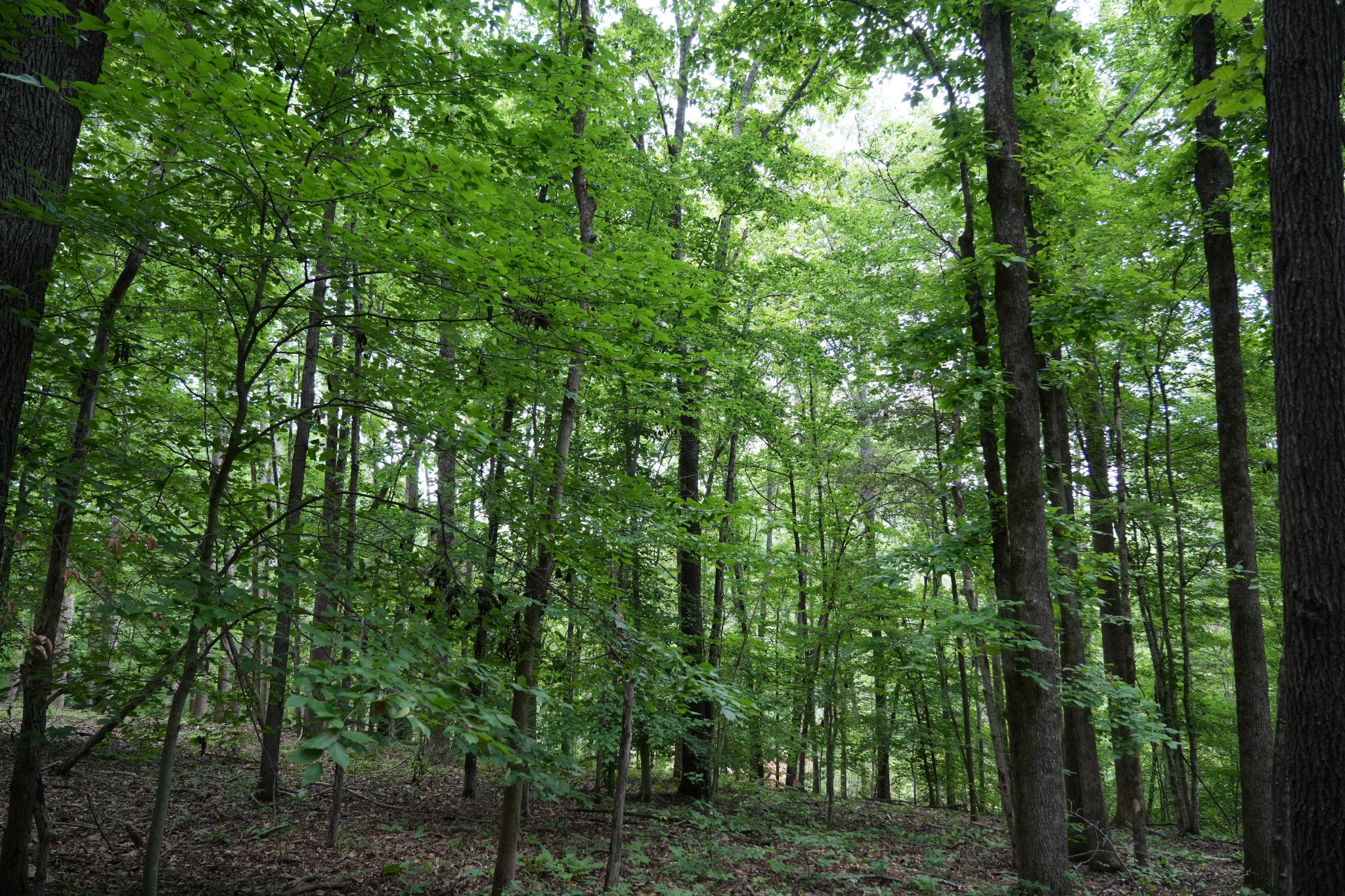 1 Budds Creek Road Palmyra, TN 37142 - Photo 68 of 76