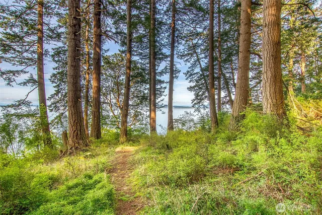 a view of outdoor space with trees all around