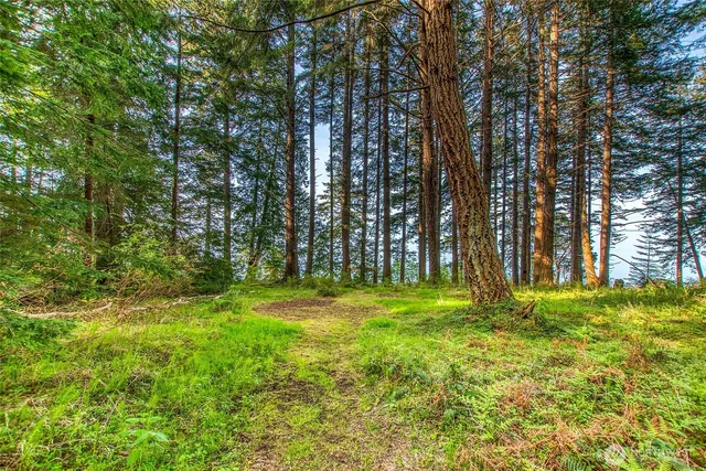 a view of a lake in a forest