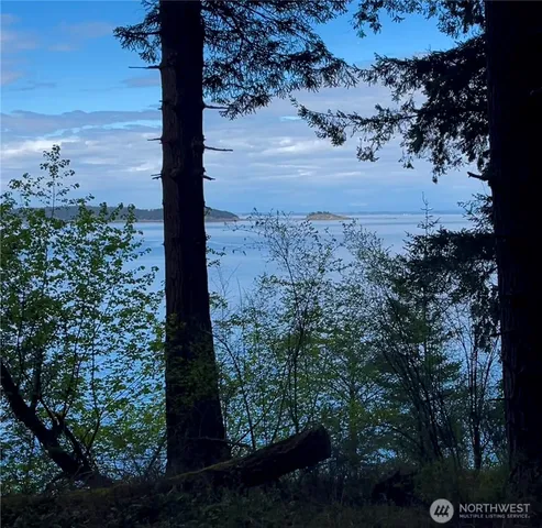a view of a lake in middle of forest