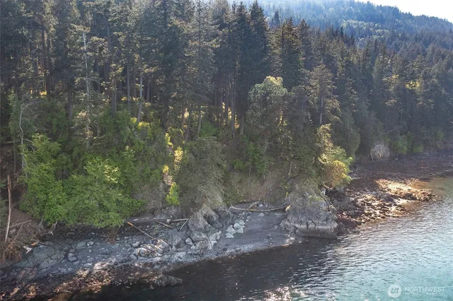 a view of a forest that has big trees