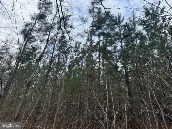 a view of forest