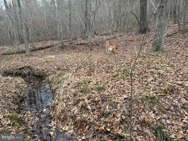 a view of a dry yard with trees