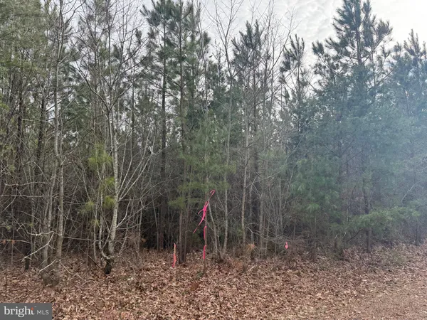 a view of a forest
