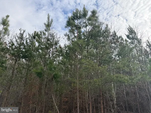 a view of a forest with a tree