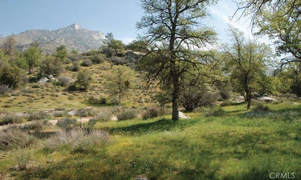 5570 Caliente Bodfish Road Caliente, CA 93518 - Photo 4 of 5 a view of a forest with a tree