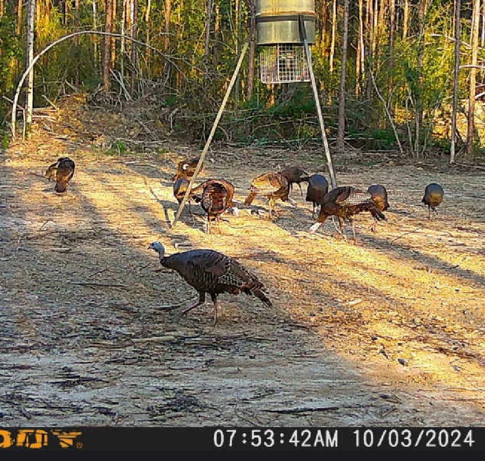 121 Molly Road Foxworth, MS 39483 - Photo 47 of 56 Gallery Image 47