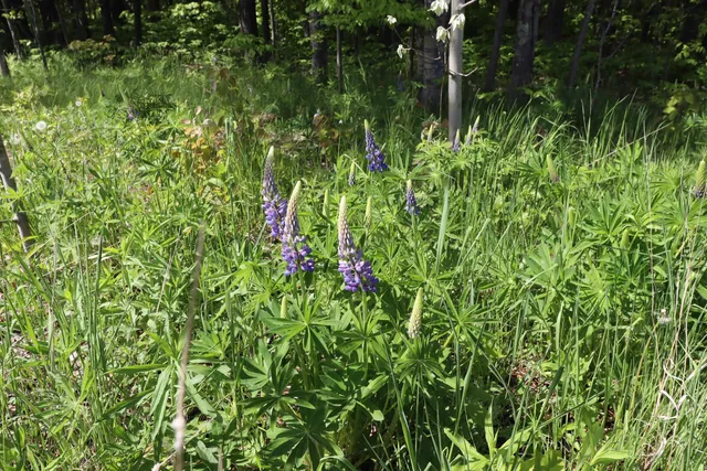 $49,900 | Lot 19 Eagle Run, Bayfield, WI 54814