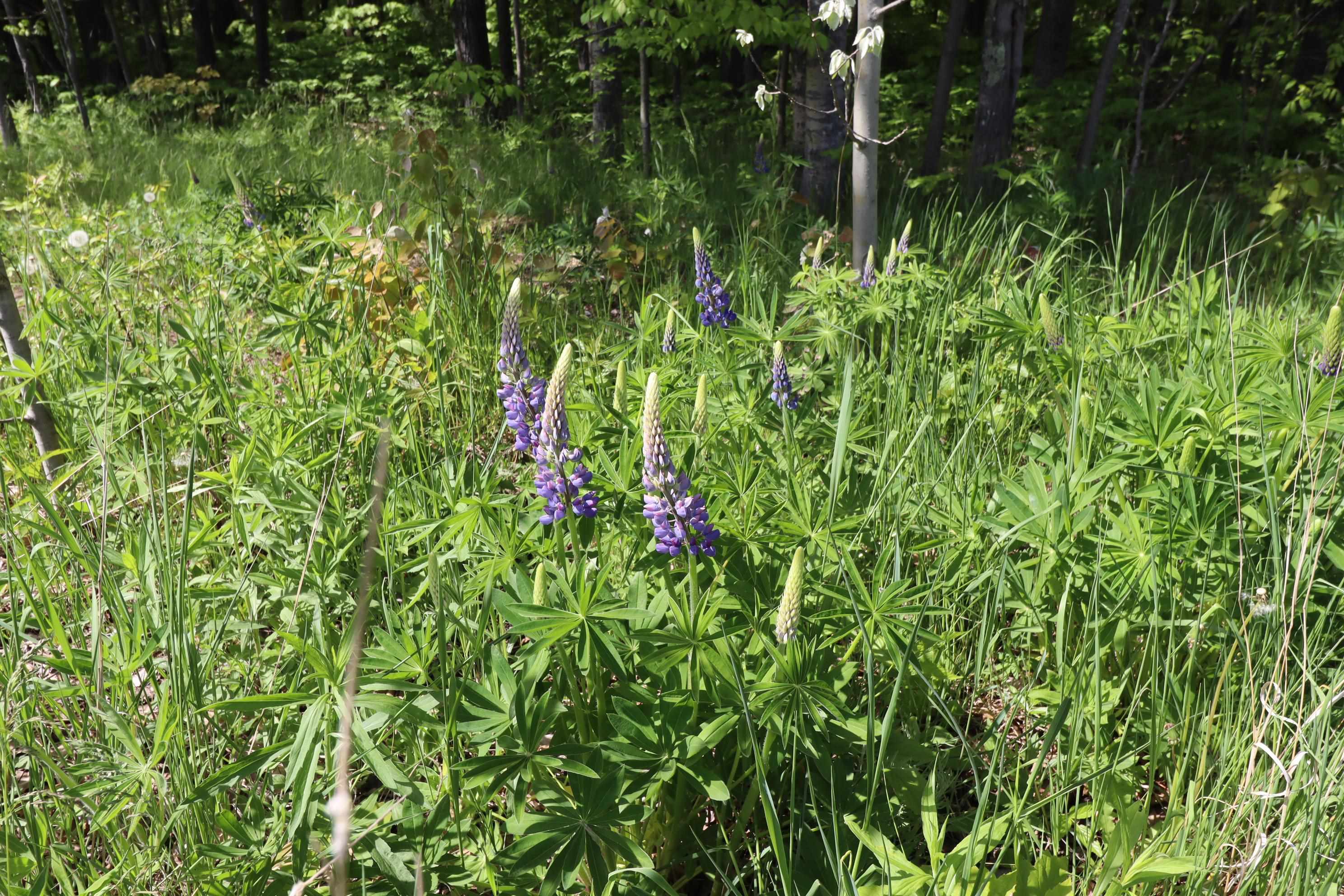 Lot 19 Eagle Run Bayfield, WI 54814 - Photo 20 of 26