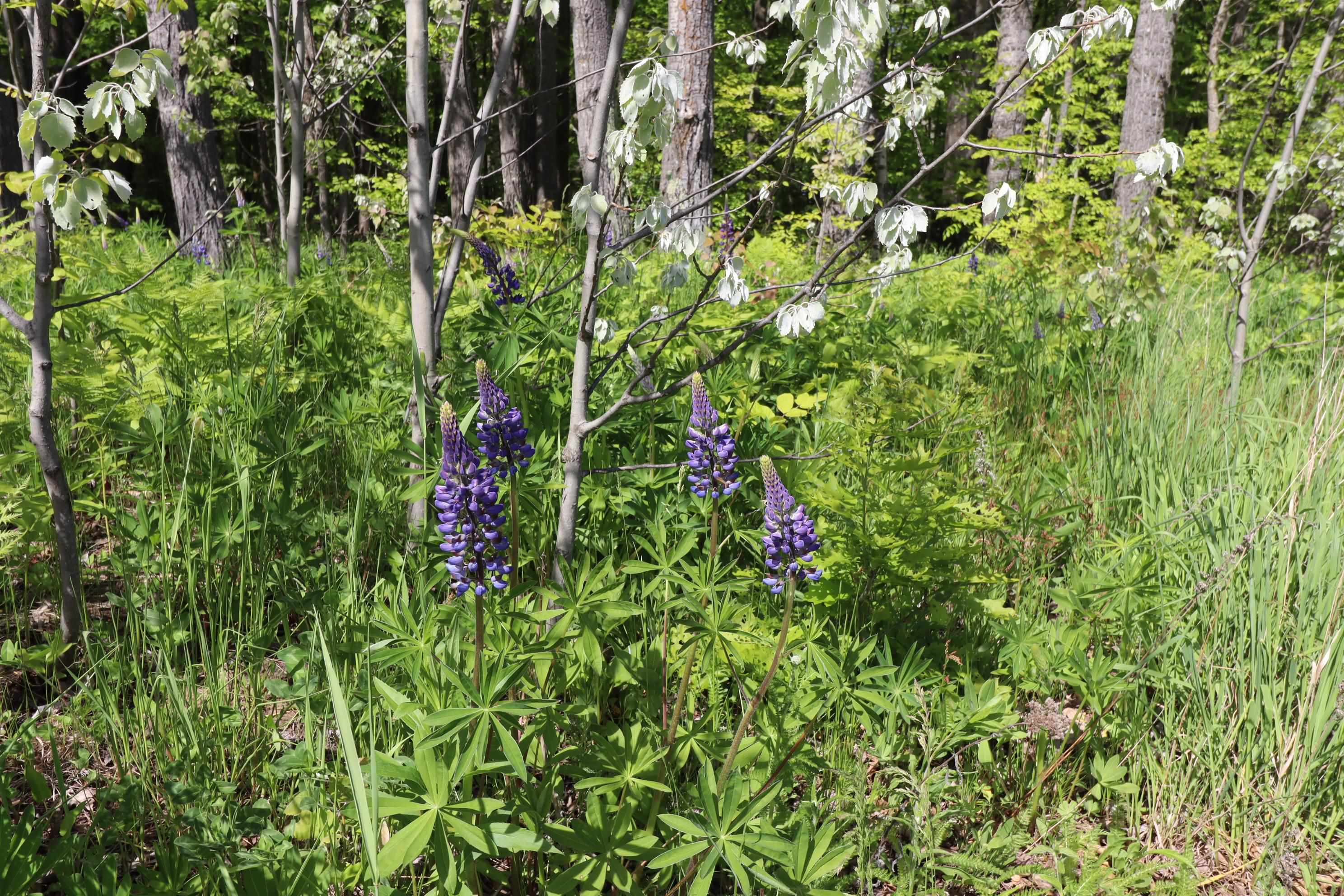 Lot 19 Eagle Run Bayfield, WI 54814 - Photo 21 of 26