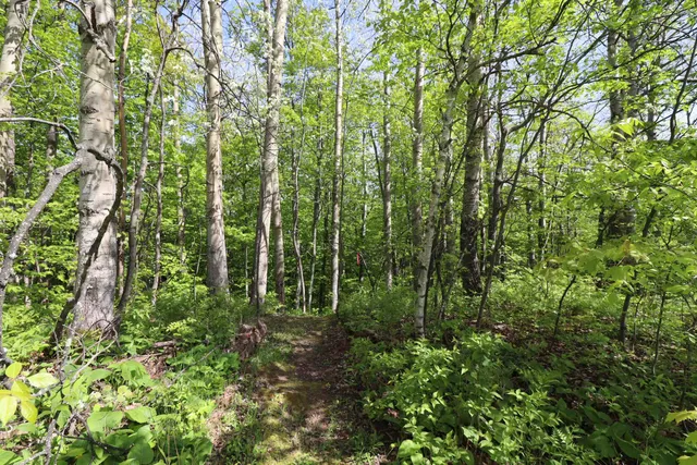 $49,900 | Lot 19 Eagle Run, Bayfield, WI 54814