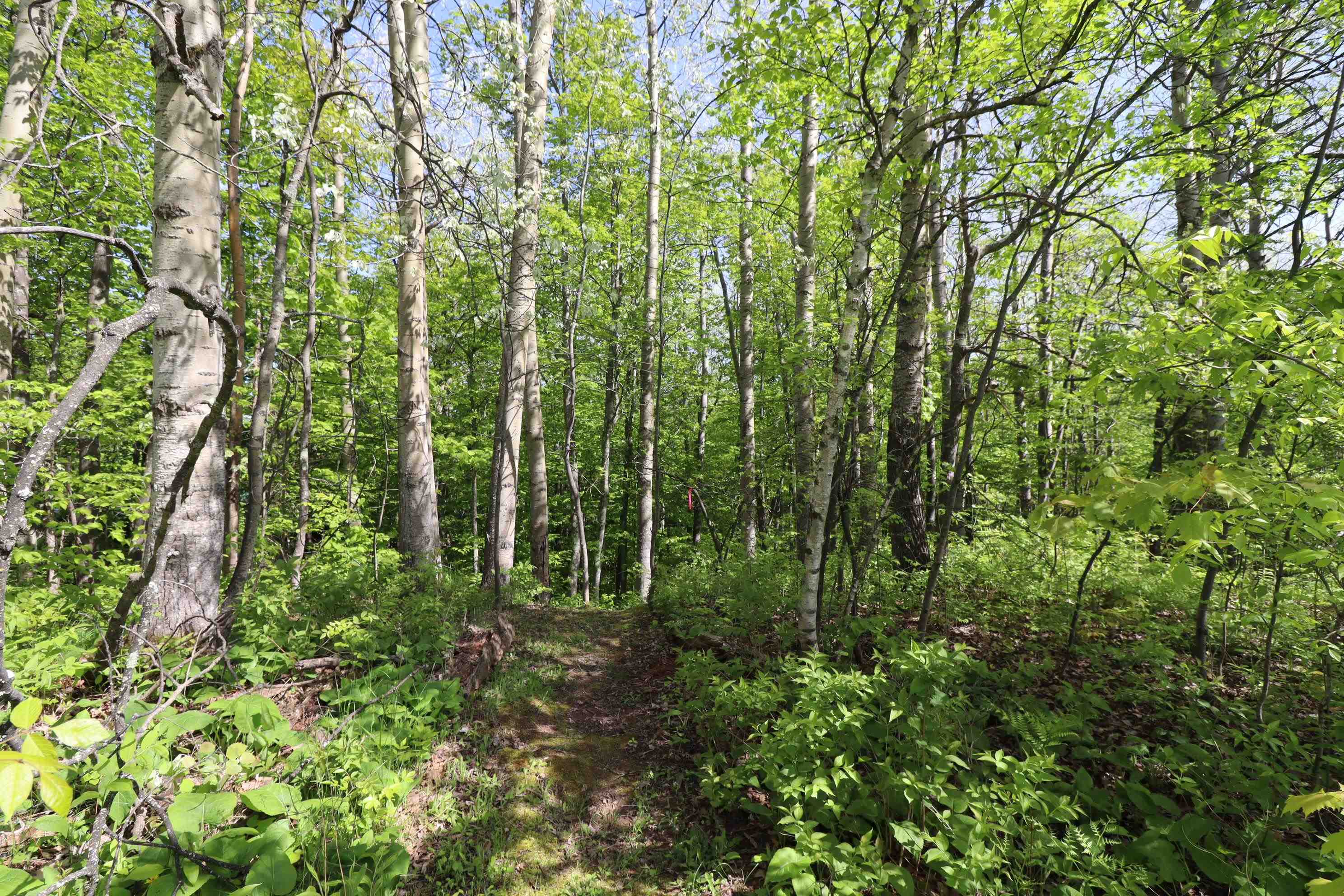 Lot 19 Eagle Run Bayfield, WI 54814 - Photo 23 of 26