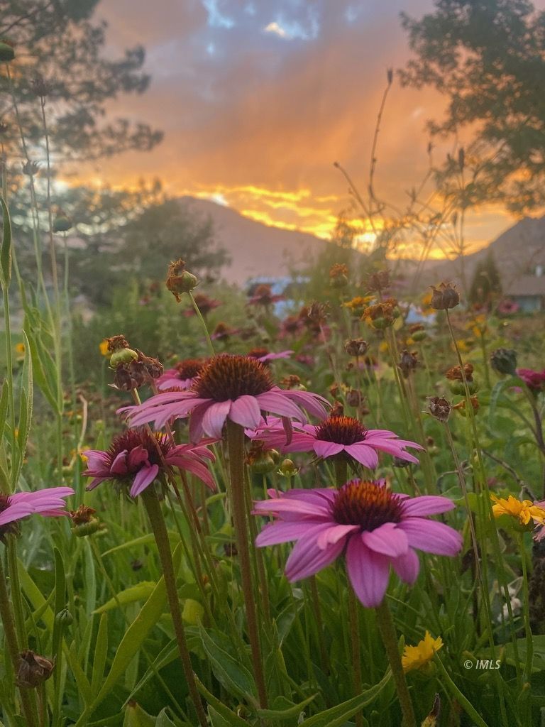 320 Apollo Circle Bishop, CA 93514 - Photo 33 of 35 a view of a houses with a lush green forest