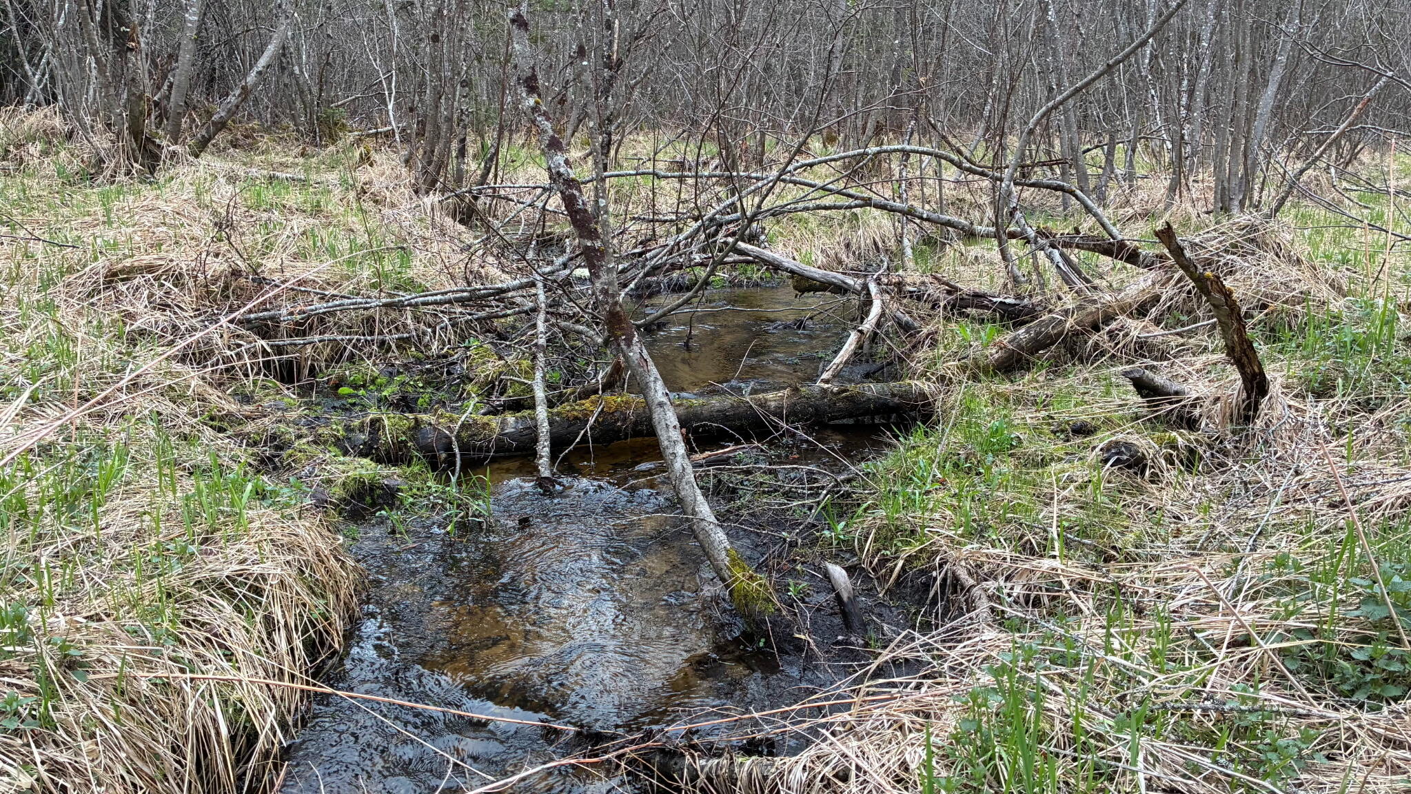 0 Standish Road Saranac, NY 12981 - Photo 6 of 11 Standish Road 86 Acres