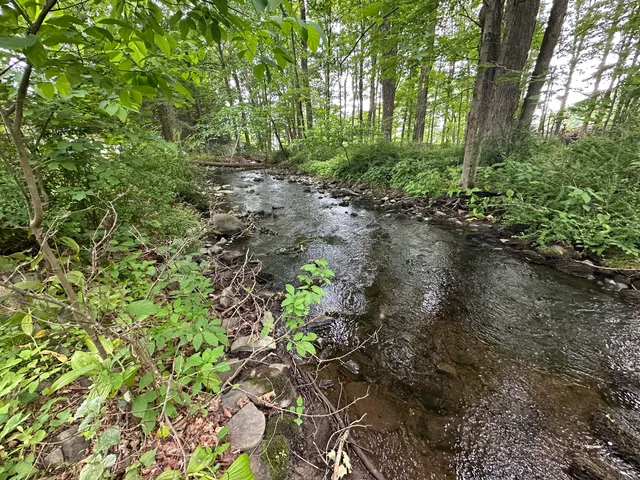a view of a tree in a yard