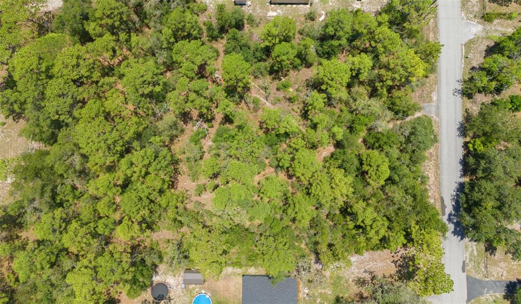 Greensboro St Spring Hill Spring Hill, FL 34610 - Photo 7 of 8 a view of a yard with plants and large trees