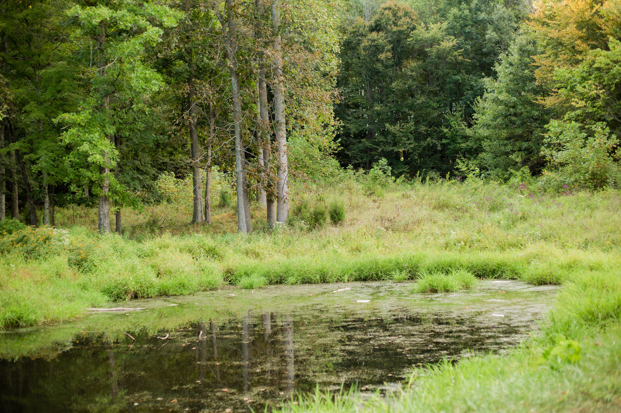 9999 Clarence Elgin Road Eubank, KY 42567 - Photo 2 of 98 hw0a2997