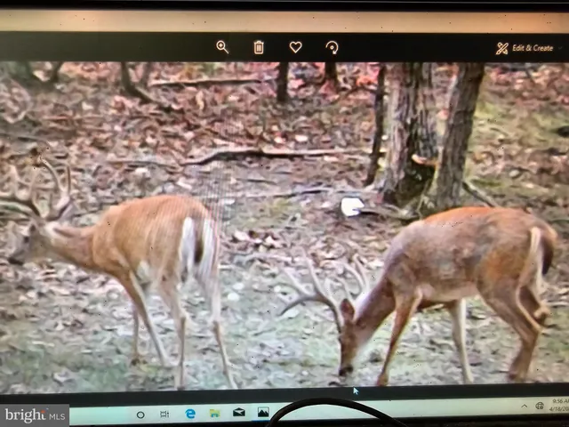 $770,500 | Walnut Ridge Road, Oldtown, MD 21555