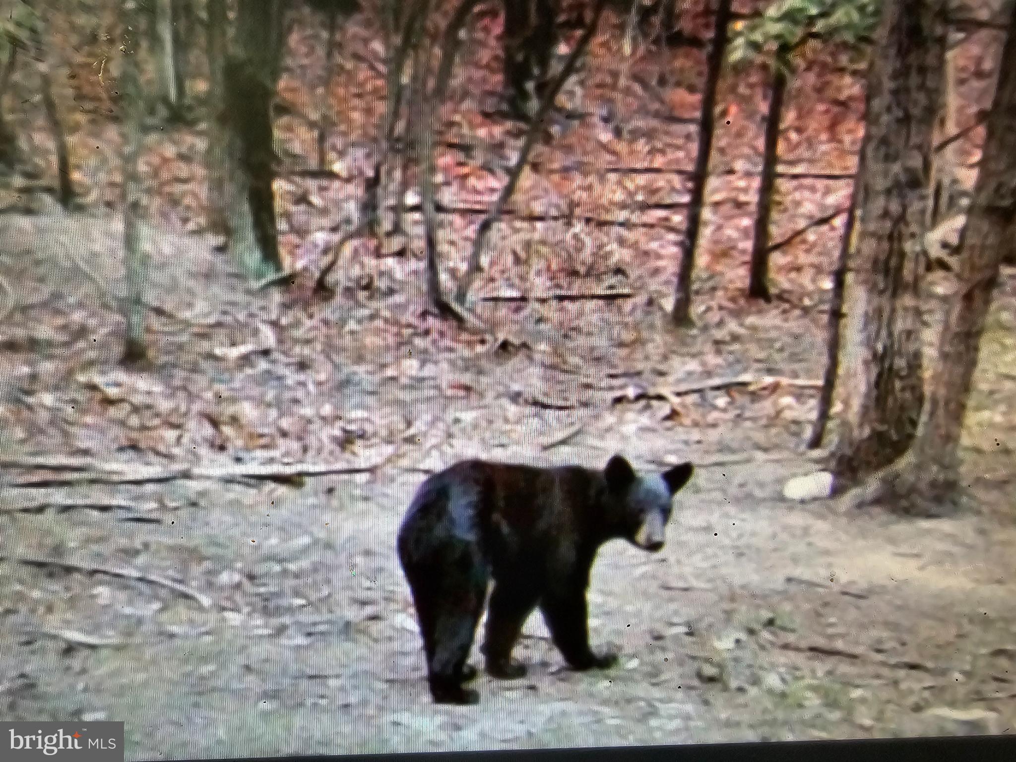 Walnut Ridge Road Oldtown, MD 21555 - Photo 3 of 7