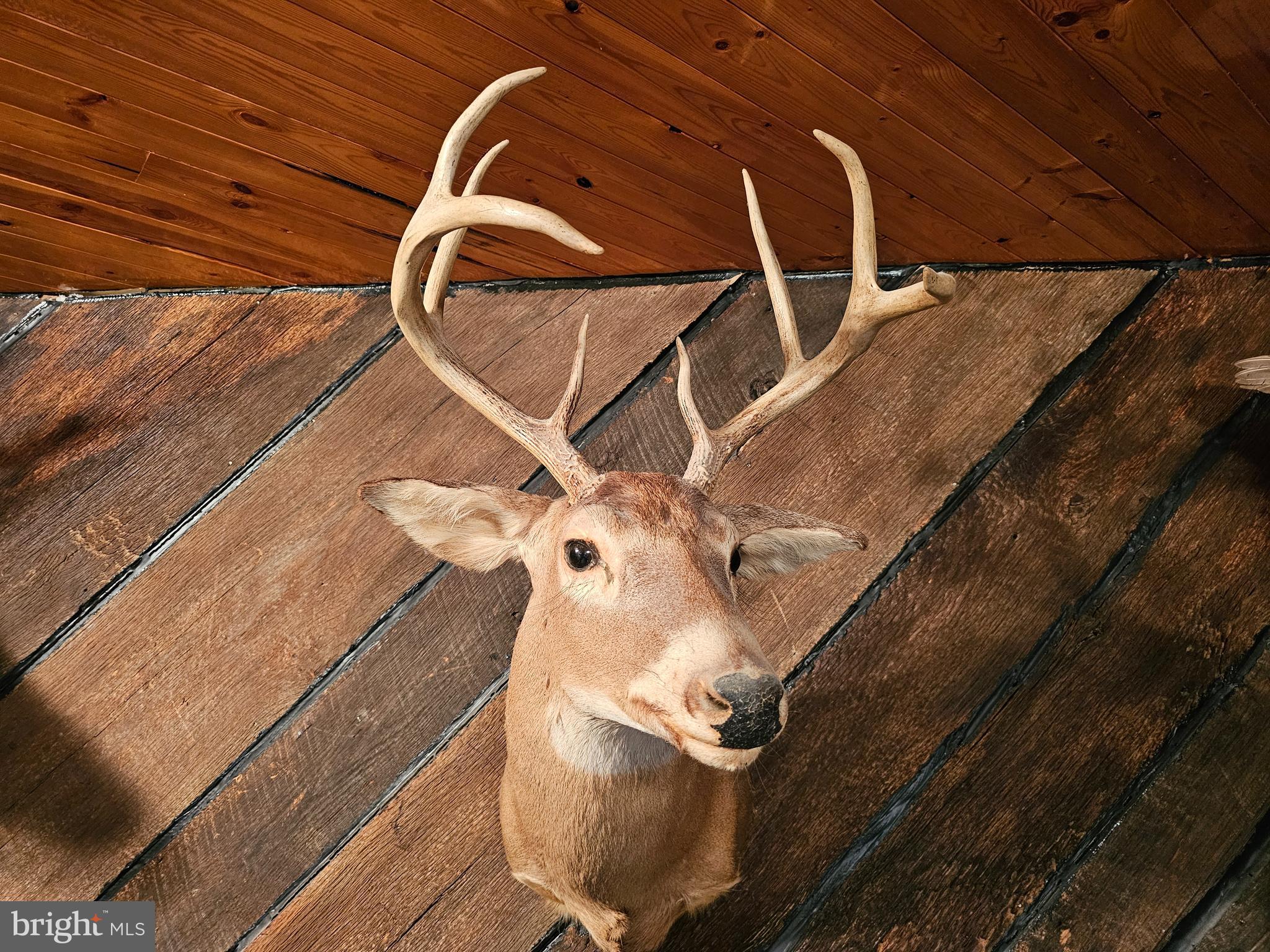 Walnut Ridge Road Oldtown, MD 21555 - Photo 5 of 7