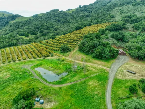 a view of a lush green forest