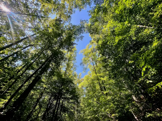 $303,500 | 0 Brights Road, Pittsville, VA 24139