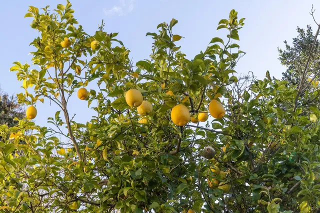 $995,000 | 1139 Cornell Avenue, Albany, CA 94706