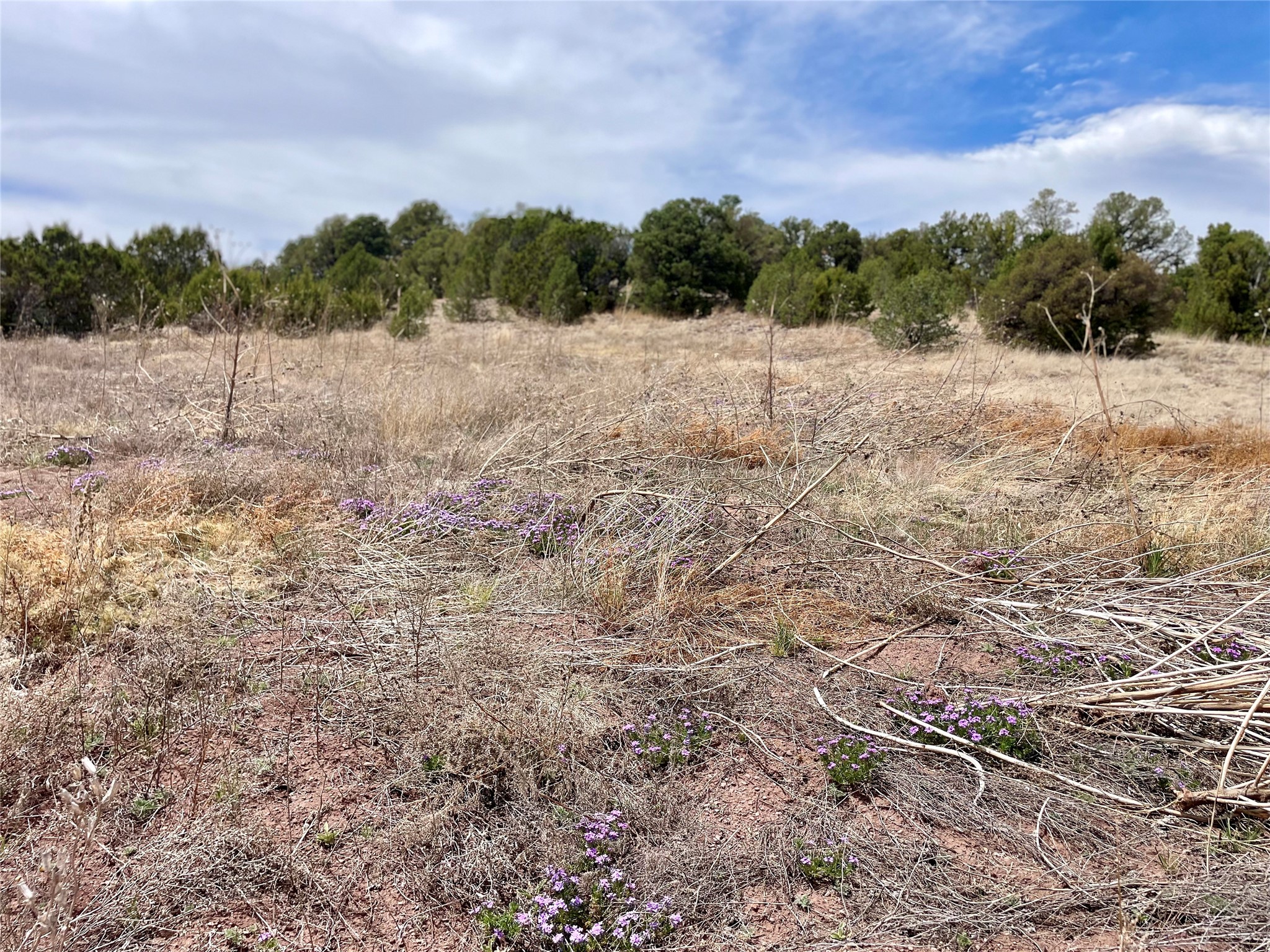 331 Mirasol Road Las Vegas, NM 87701 - Photo 5 of 14