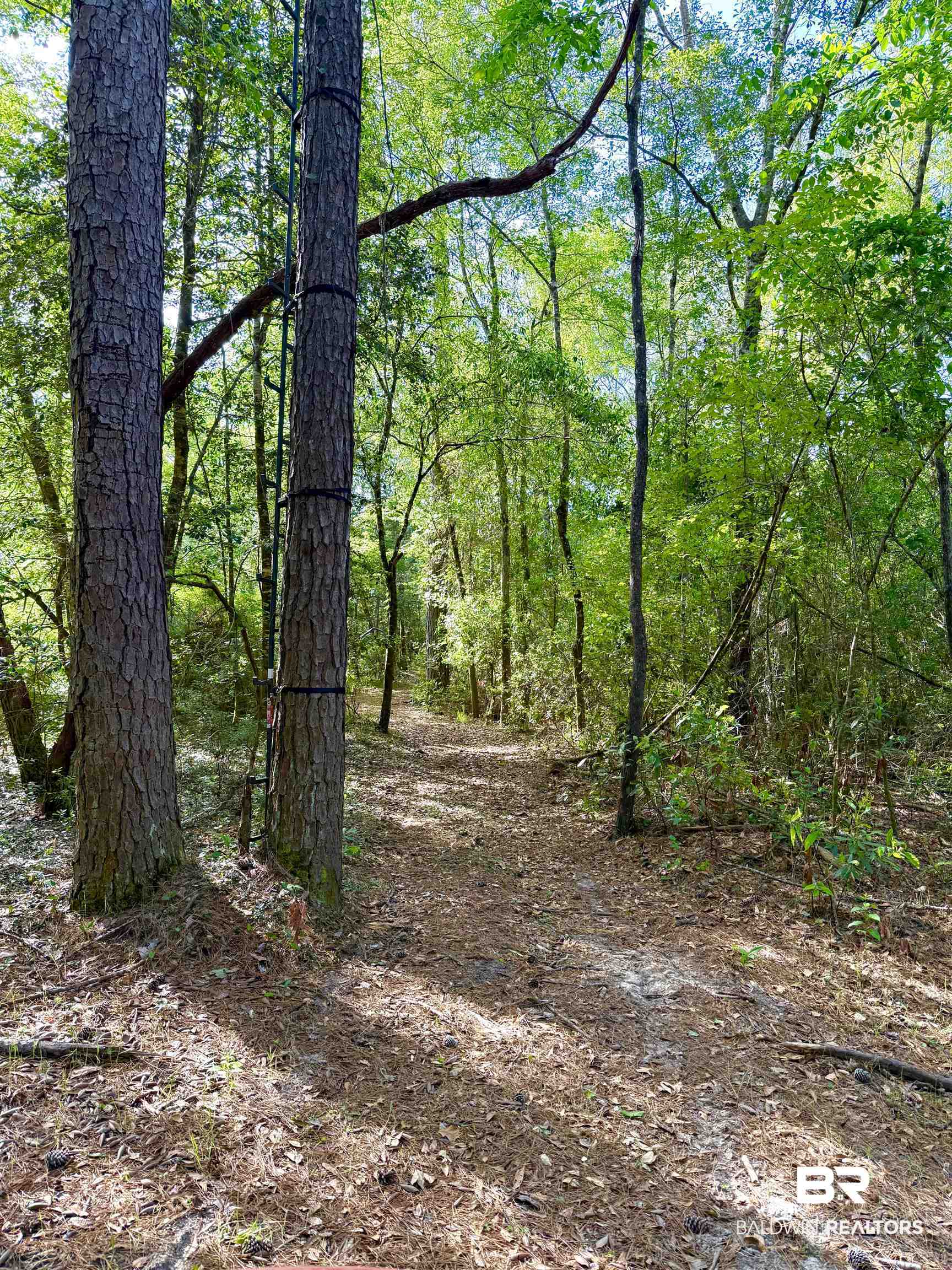 1 Mason Ferry Road Citronelle, AL 36522 - Photo 21 of 40 Wooded parcel with a natural path, mature trees, and dense foliage