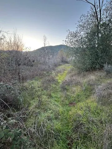 a view of a dry yard with trees