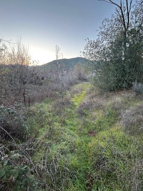 a view of a dry yard with trees