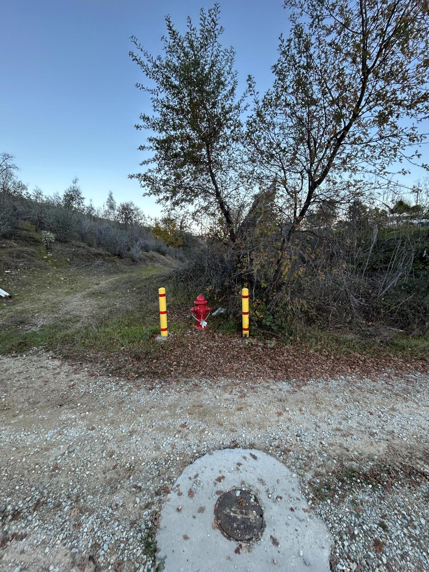 California Street Redding, CA 96001 - Photo 2 of 7 a backyard of a house with large trees and plants
