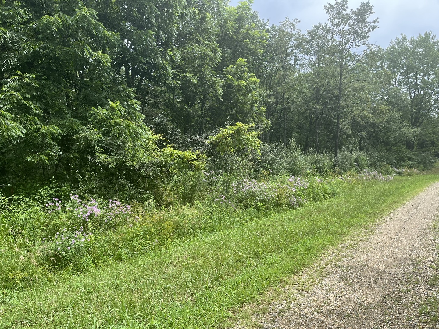 a view of a lush green forest