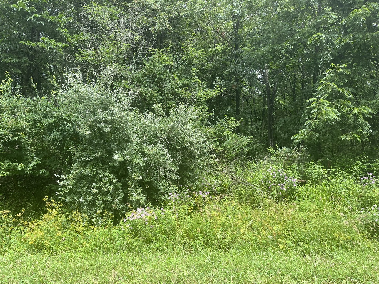 28 Cedar Lane Putnam, IL 61560 - Photo 2 of 9 a view of a lush green forest