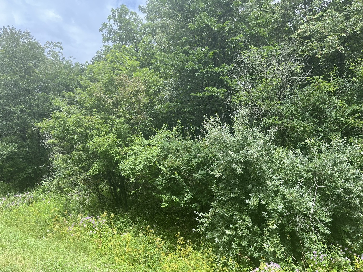 28 Cedar Lane Putnam, IL 61560 - Photo 3 of 9 a view of a lush green forest