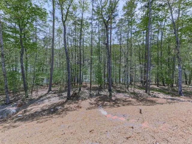 a view of a forest with trees in the background