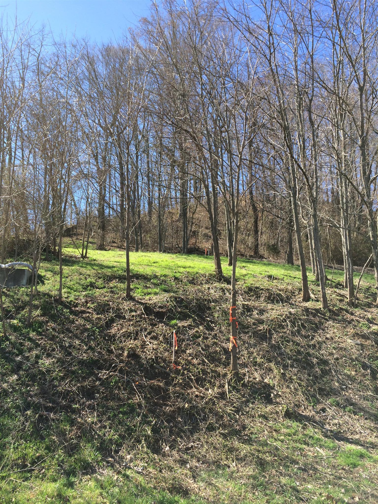 105 Harbor Pointe Drive Silver Point, TN 38582 - Photo 3 of 6 a view of a yard with a tree