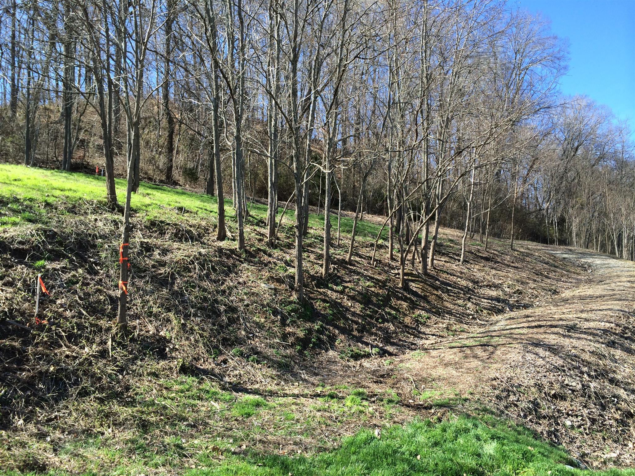 105 Harbor Pointe Drive Silver Point, TN 38582 - Photo 4 of 6 a view of a yard with a tree