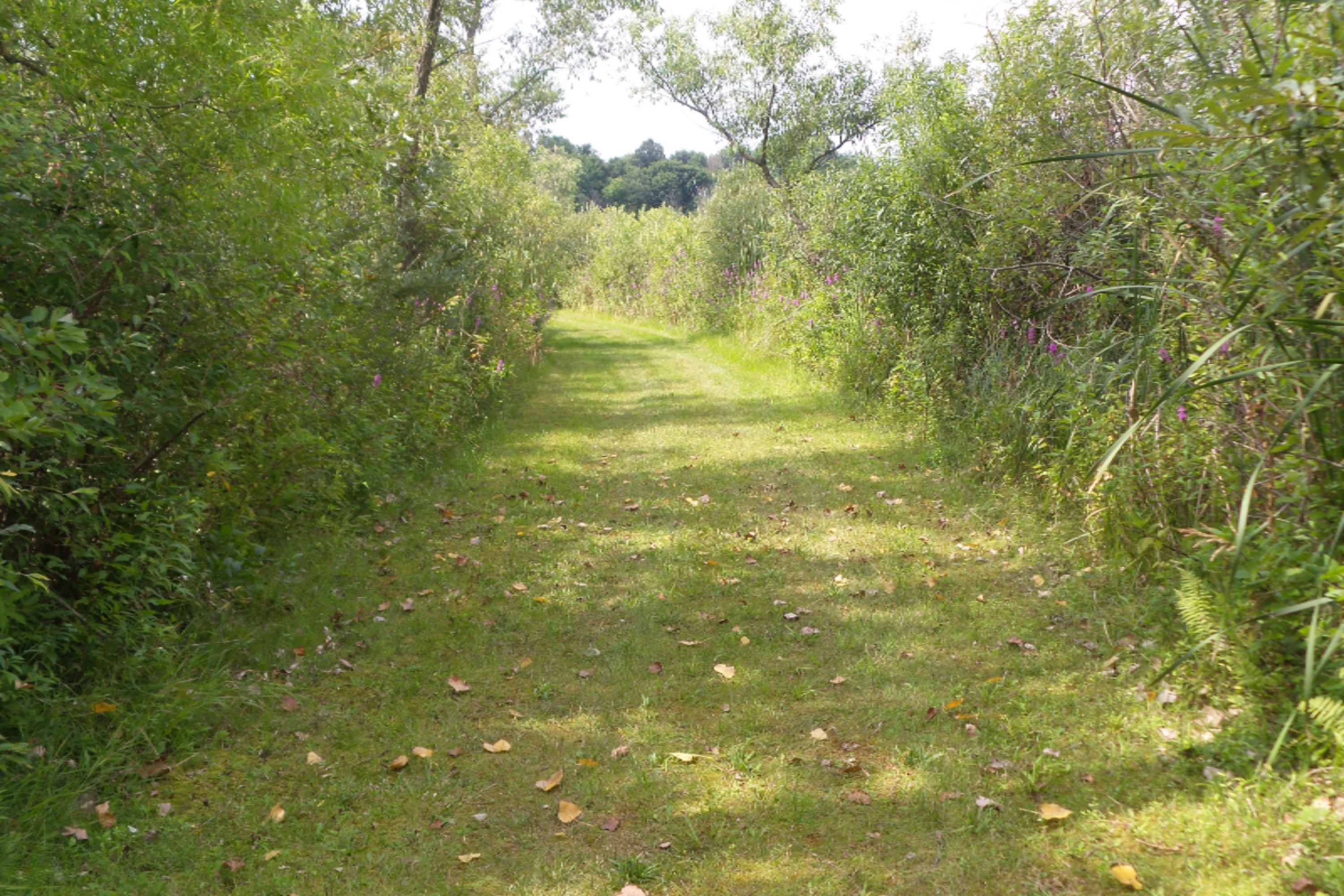 65096 Wade Road Cassopolis, MI 49031 - Photo 19 of 46 20150807_235325