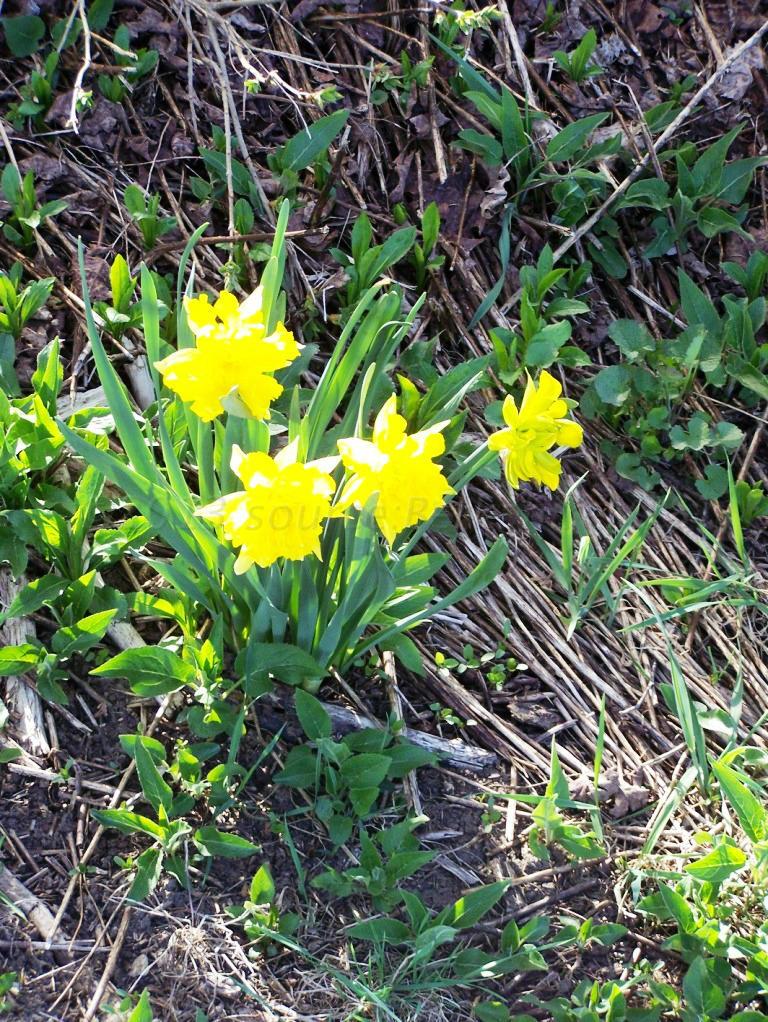 1475 Savoy Road Windsor, MA 01270 - Photo 17 of 61 a view of a flower in a garden