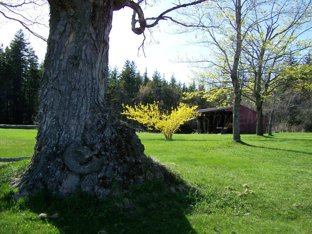 1475 Savoy Road Windsor, MA 01270 - Photo 9 of 61 a view of a garden with a tree in the grass