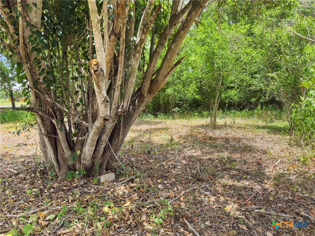 1140 North Hackberry Avenue Luling, TX 78648 - Photo 11 of 20 a view of backyard with tree