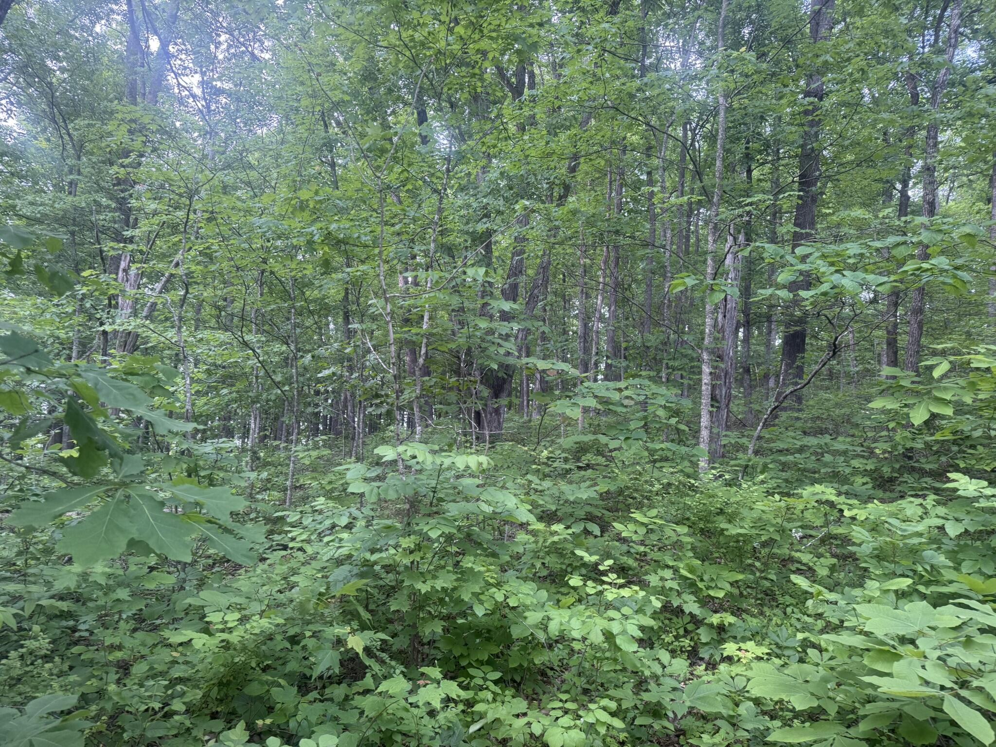 169 Greasy Ridge Sandy Hook, KY 41171 - Photo 11 of 33 IMG_2604