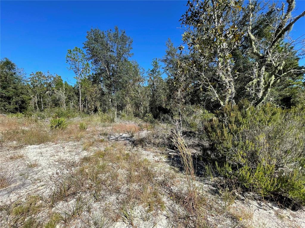 27 Northeast Alt Bronson Bronson, FL 32621 - Photo 6 of 6 a view of a forest with trees in the background