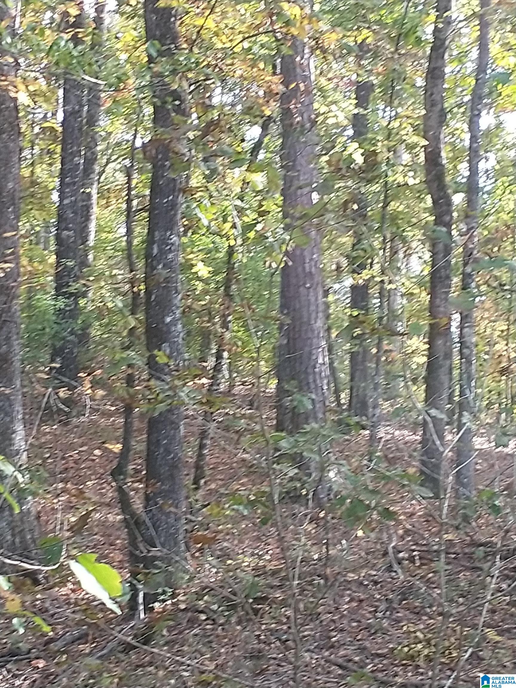 0 Ragans Lane, Unit 81 Talladega, AL 35160 - Photo 9 of 12 Gallery Image 9