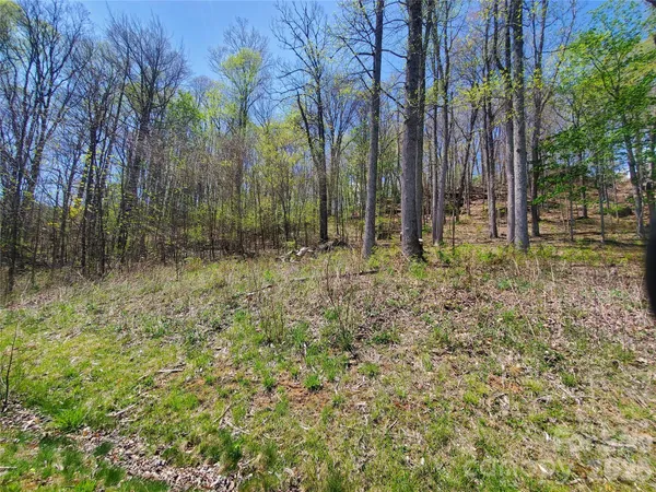 a view of a backyard with trees