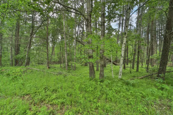 $24,900 | Lot 15 Cedar Street, Breezy Point, MN 56472