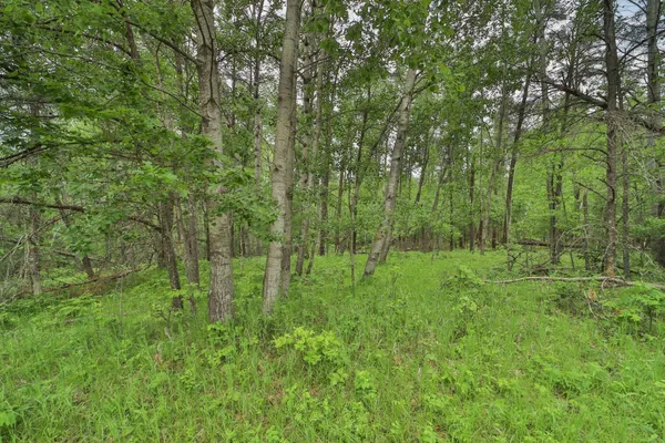 $24,900 | Lot 15 Cedar Street, Breezy Point, MN 56472