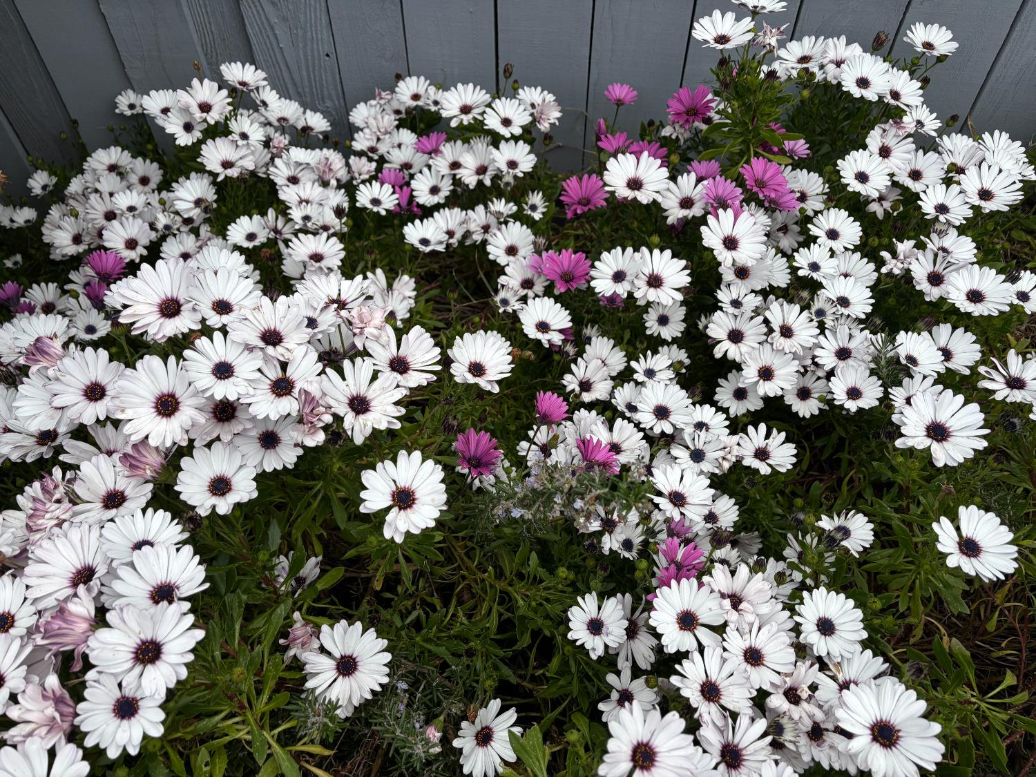 111 McCurry Street Wheatland, CA 95692 - Photo 49 of 55